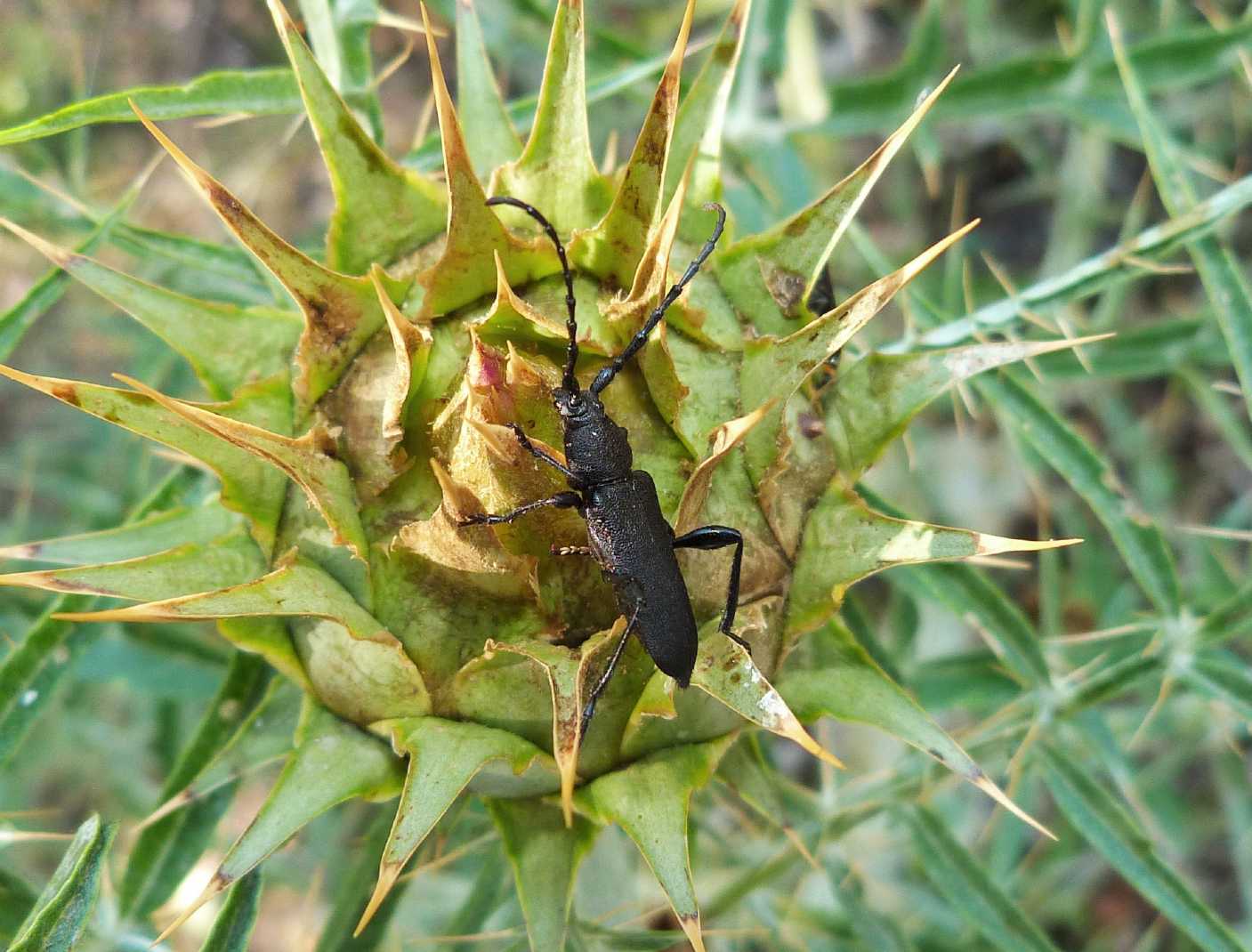 Ropalopus clavipes su cardo